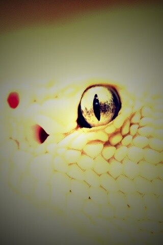 Змея альбинос обои