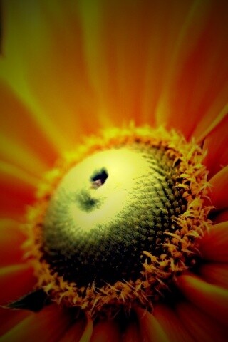 Недозрелый цветок подсолнечника обои