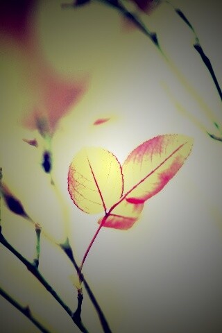 Красные листики обои