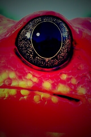 Красная лягушка обои