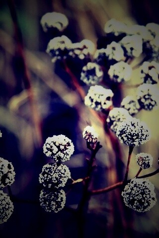 Иний на растении обои