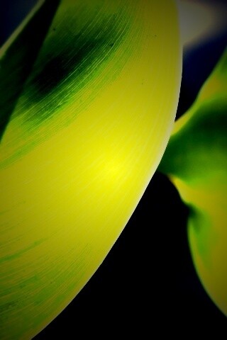 Лист на просвет обои