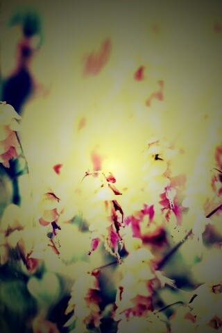 Висящие цветочки обои