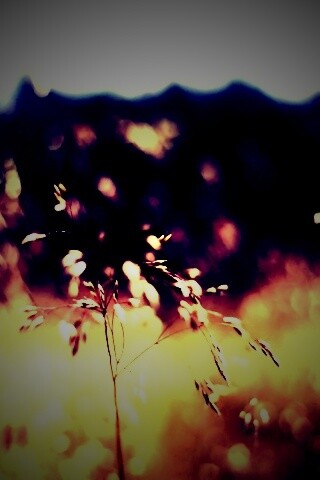 Трава на солнце обои