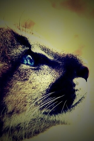 Оцелот смотрит вдаль обои