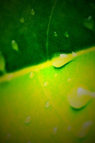 Капли на листе обои