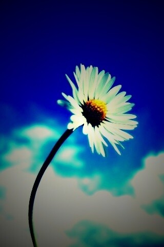 Ромашка на фоне неба обои
