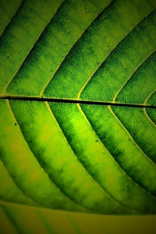 Листик обои