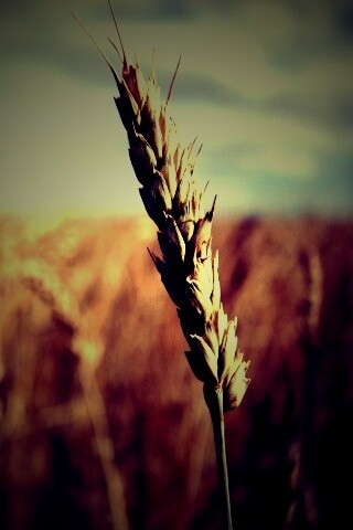 Колосок обои