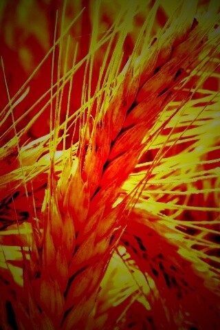 Зреющий колос обои