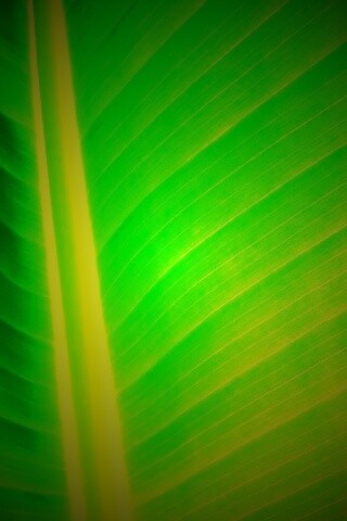 Желтый черенок листа обои