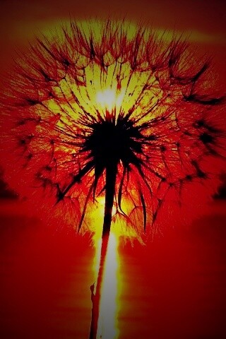 Одуванчик на закател обои