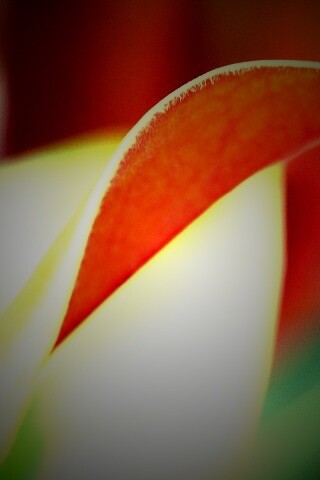 Обратаня сторона листа обои