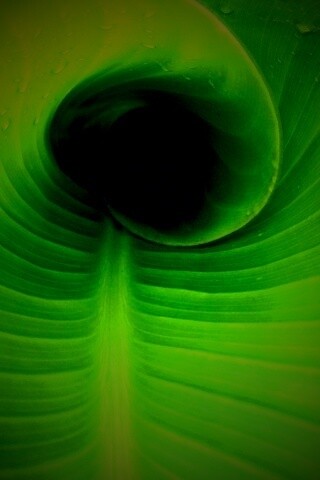 Свернутый в трубочку лист обои