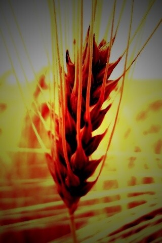 Короткий колос обои