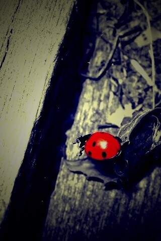 Божья коровка обои