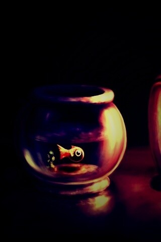 Большая и маленькая рыбки обои