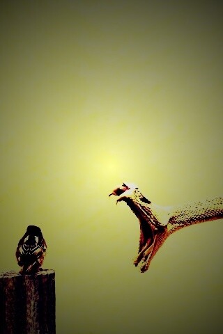 Змея-коряга напдает на птичку обои