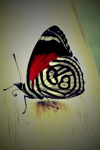 Бабочка на бревне обои