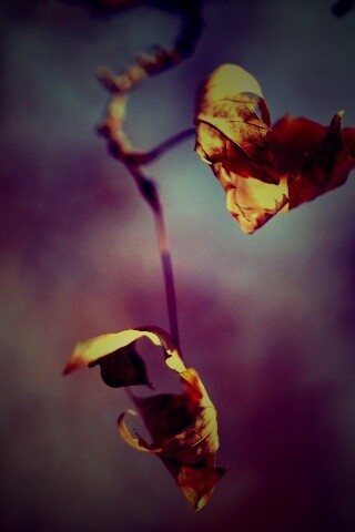 Увядшие листья обои