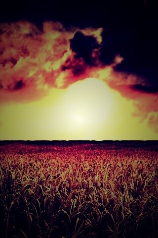 Закат над пшеничным полем обои