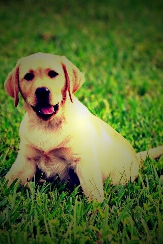 Щенок лабрадора в траве обои