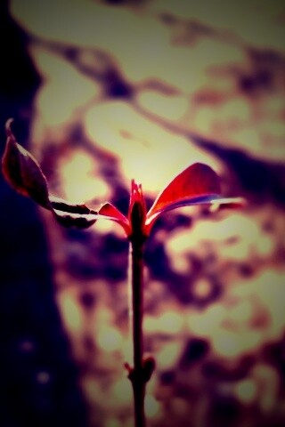 Красный росток обои