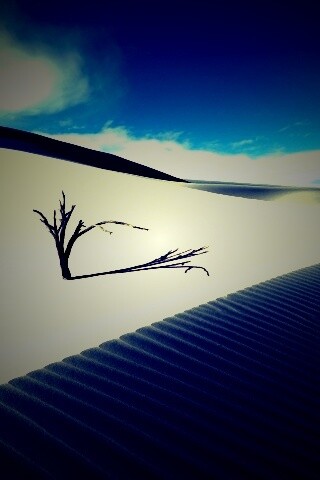 Сухостой в пустыне обои