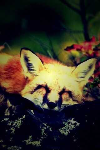 Спящая лиса обои