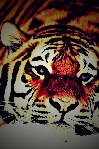 Тигр в снегу обои