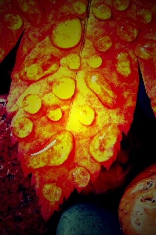 Мокрые листья на камнях обои