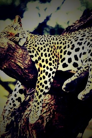 Спящий гепард обои