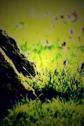 Дерево в траве обои