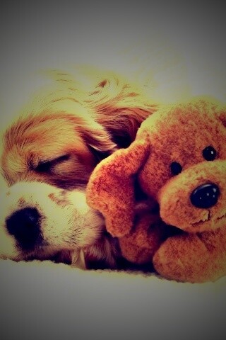 Собака спит с игрушкой обои