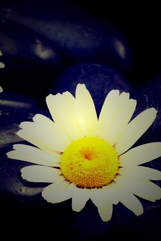 Ромашка среди гальки обои