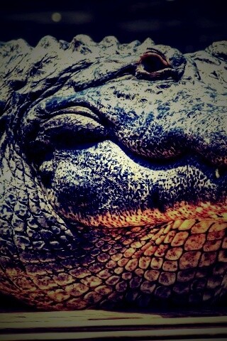 Синий крокодил обои