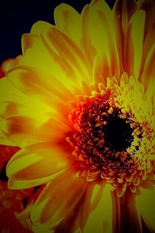 Желтый гербер обои