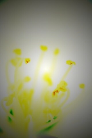 Желтые тычинки обои