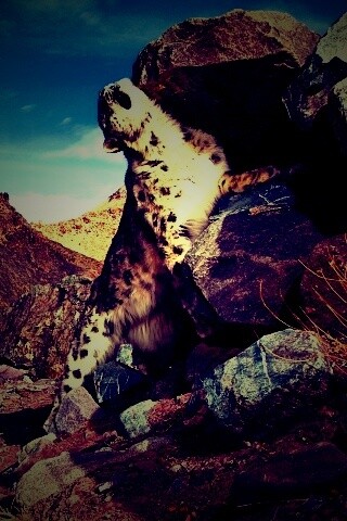 Барс чешется о камни обои