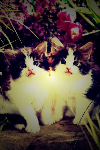 Котята в цветах обои