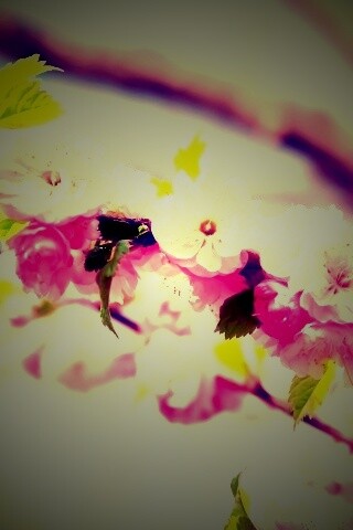 Ветка с цветами обои