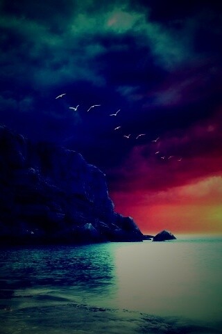 Чайки над скалами обои