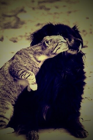 Поцелуй кошки и собаки обои