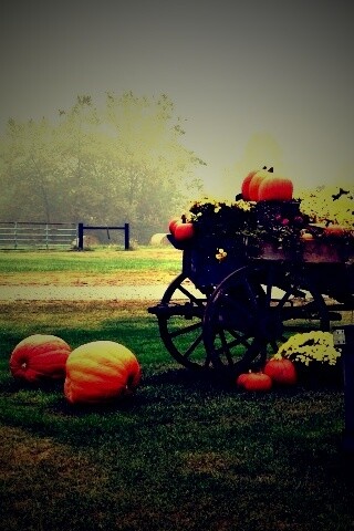 Урожай тыков обои