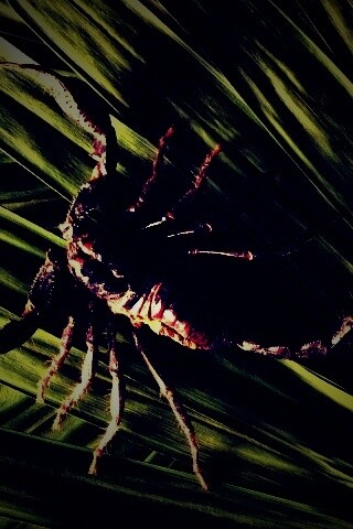 Скорпион на траве обои