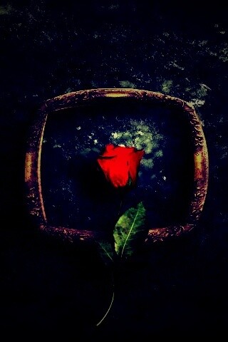 Роза на картинной раме обои