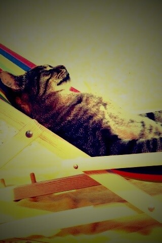 Кот в отпуске обои