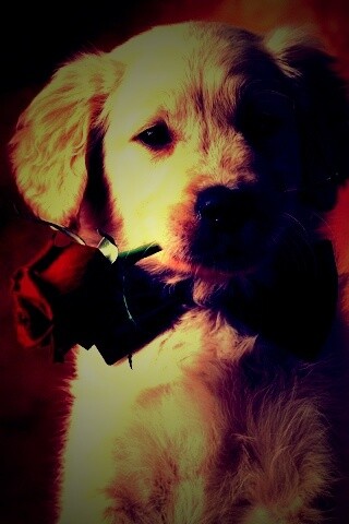 Щенок с розой в зубах обои