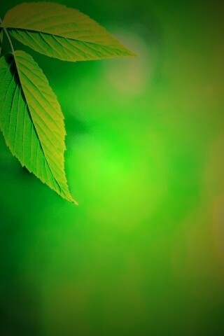 Два листа обои