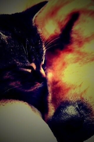 Кошка спит с собакой обои